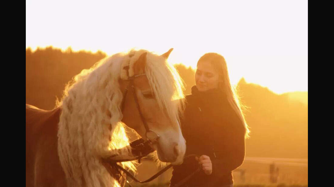 CAV Haflinger Pferderasse Rasse Leserfotos Julia Steindl