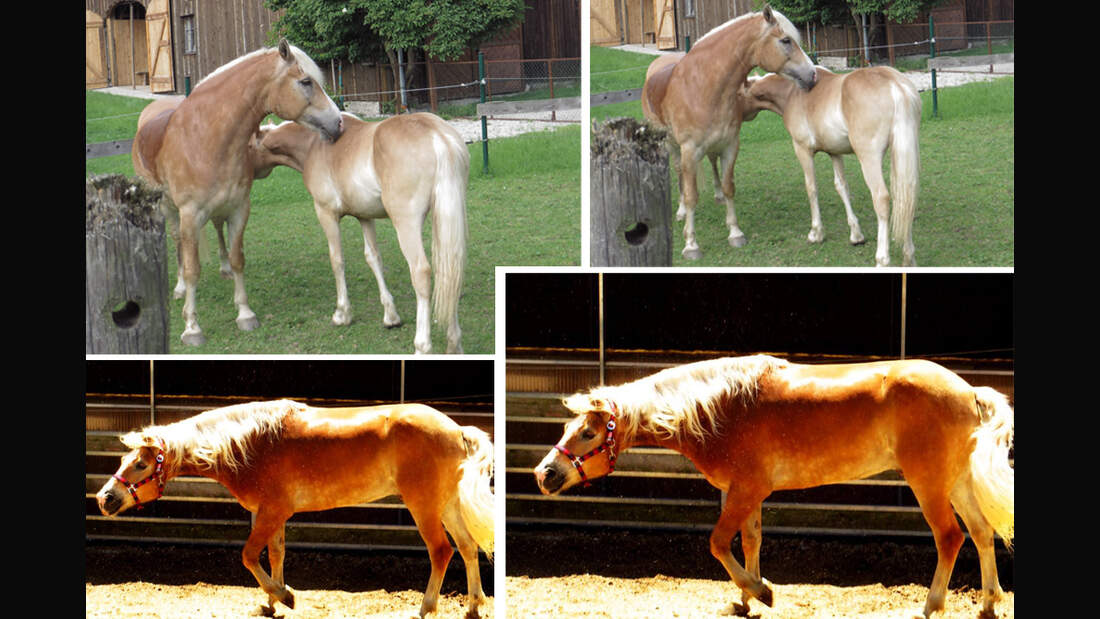 CAV Haflinger Pferderasse Rasse Leserfotos Marlene Krempl