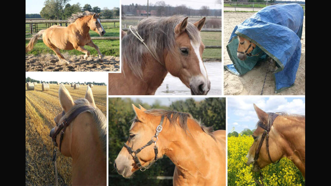 CAV Haflinger Pferderasse Rasse Leserfotos - Miriam Tatura