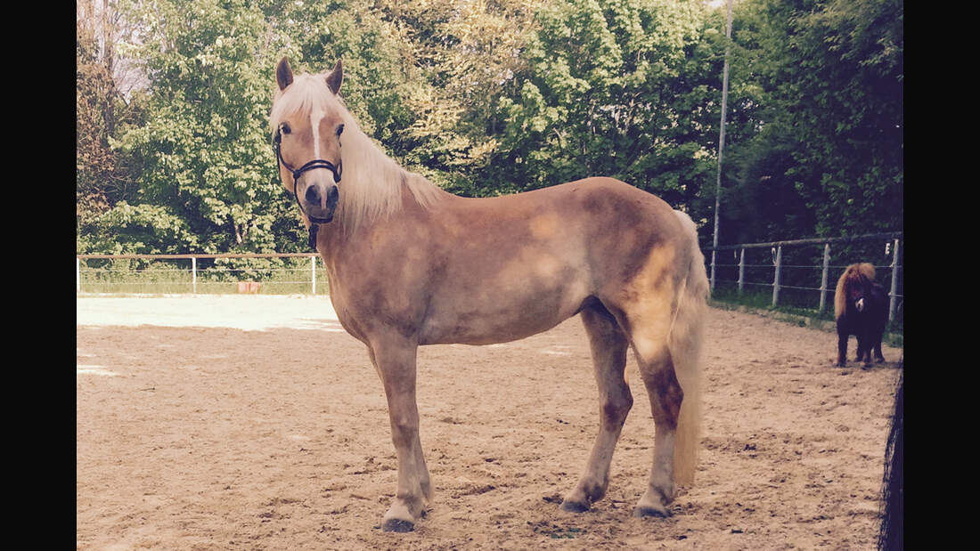 CAV Haflinger Pferderasse Rasse Leserfotos Nadine Riederer