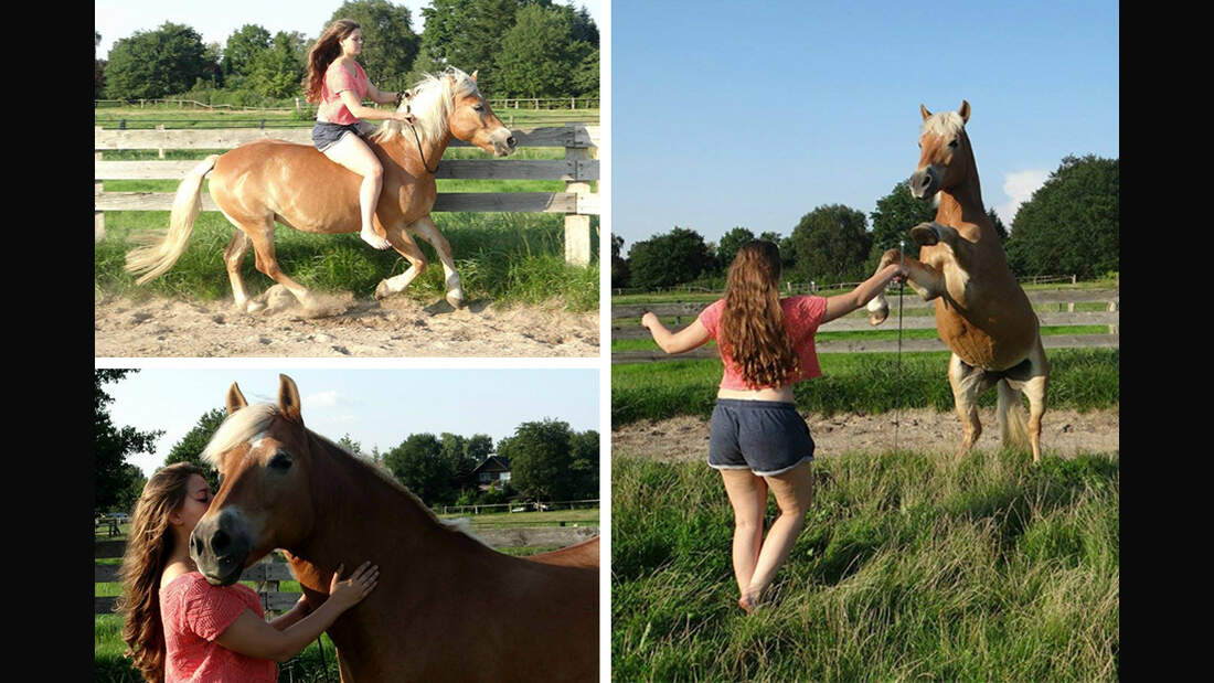 CAV Haflinger Pferderasse Rasse Leserfotos Nadine Simon