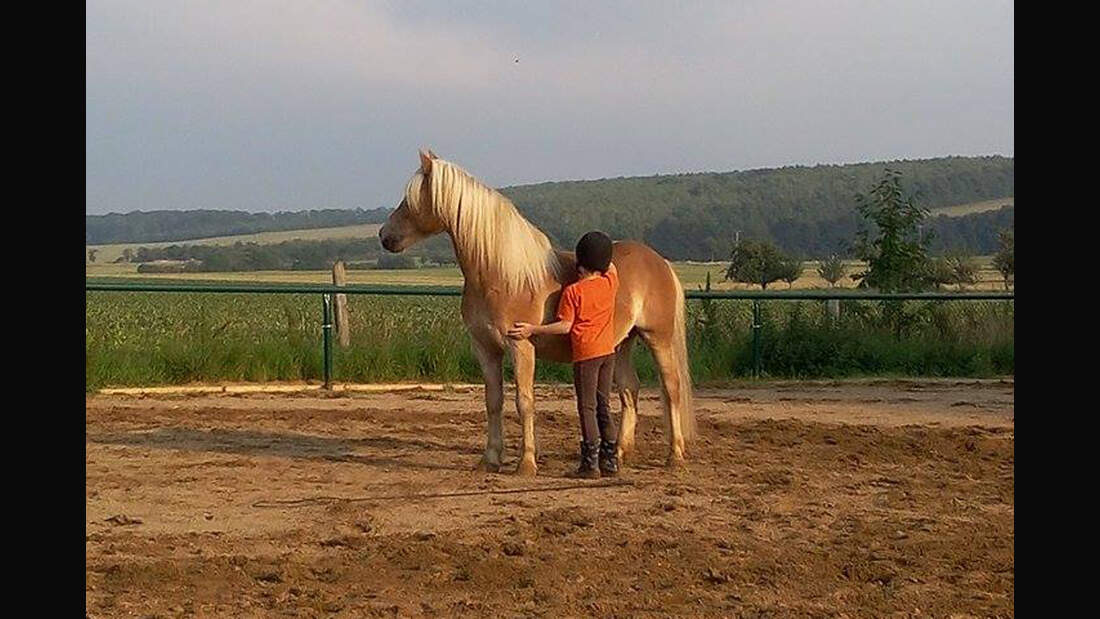 CAV Haflinger Pferderasse Rasse Leserfotos Nicole Trebeck