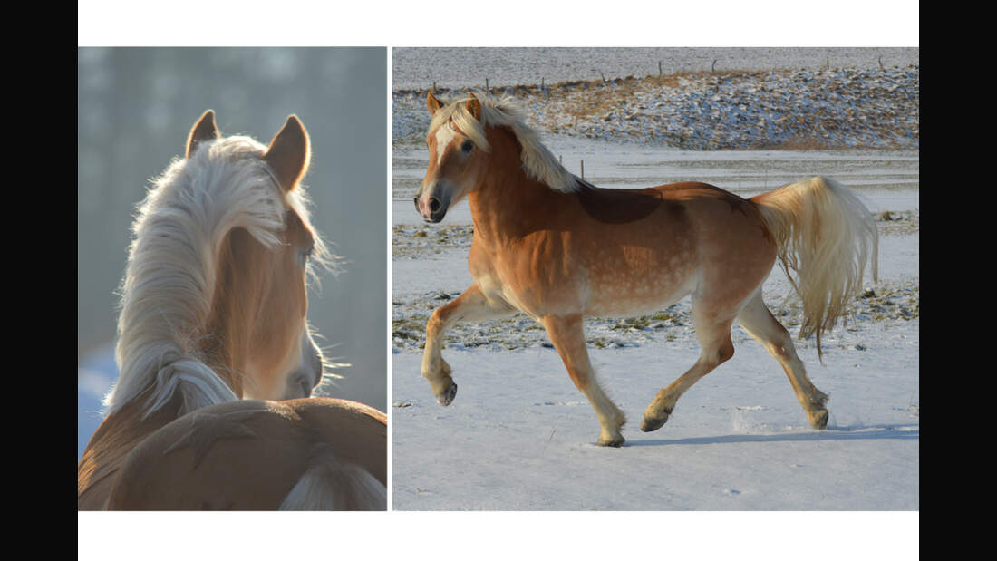 CAV Haflinger Pferderasse Rasse Leserfotos Ulrike