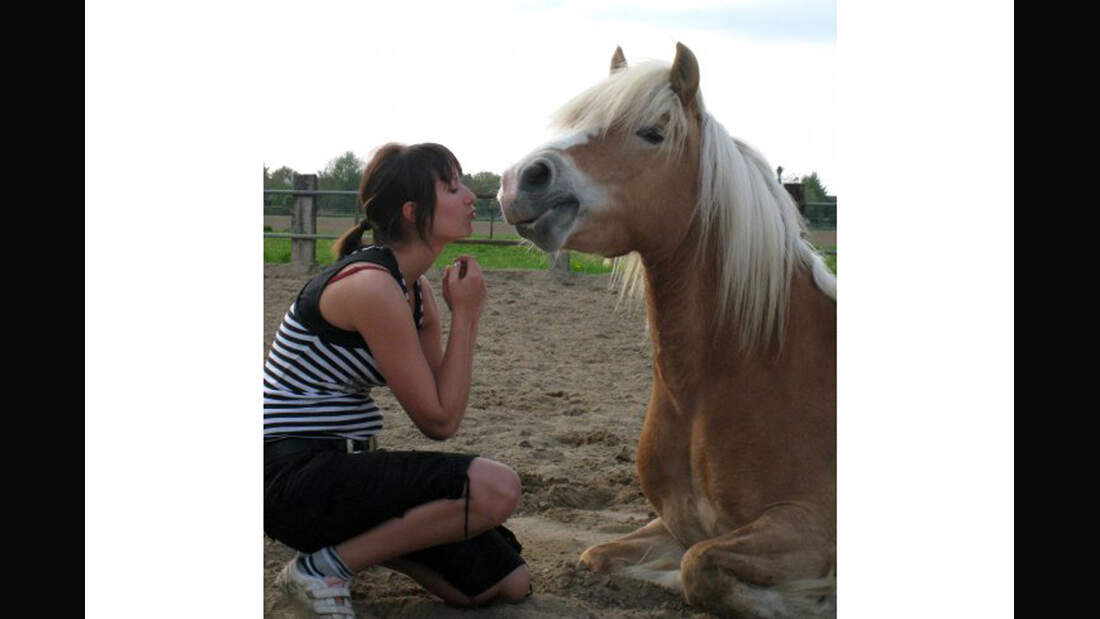 CAV Haflinger Pferderasse Rasse Leserfotos Ute Reimann