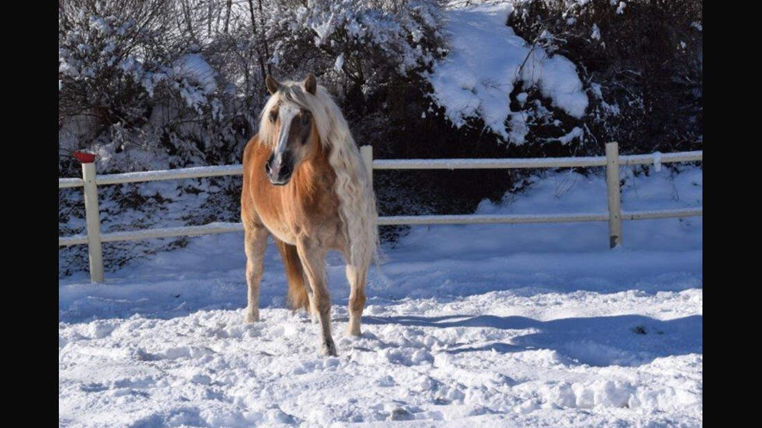 CAV Haflinger Sabine Westenburger