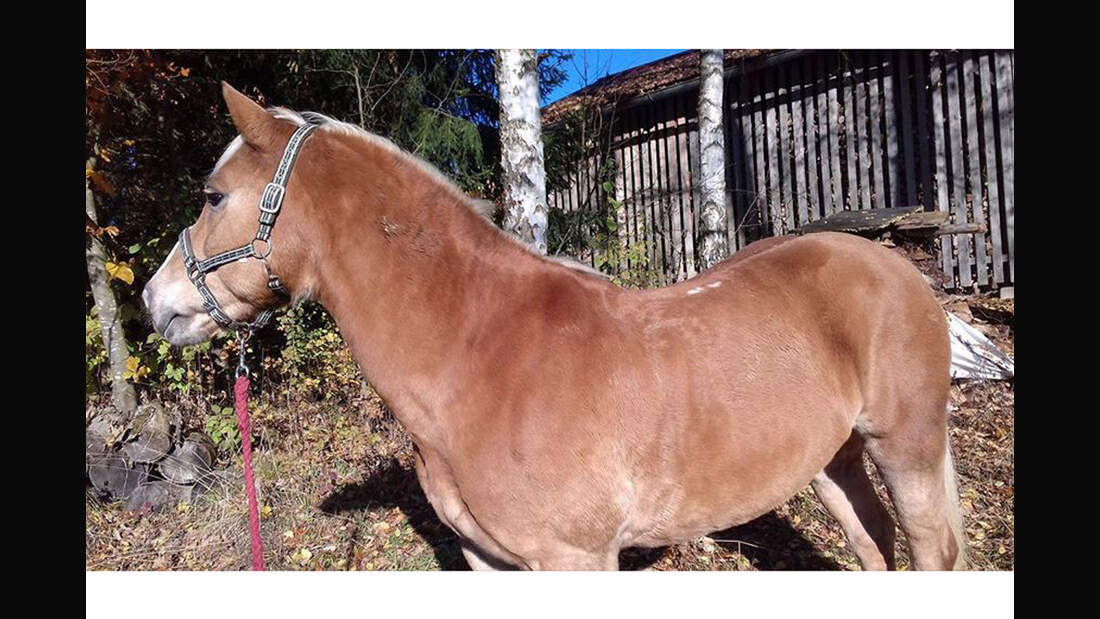 CAV Haflinger Veronika Reichmann