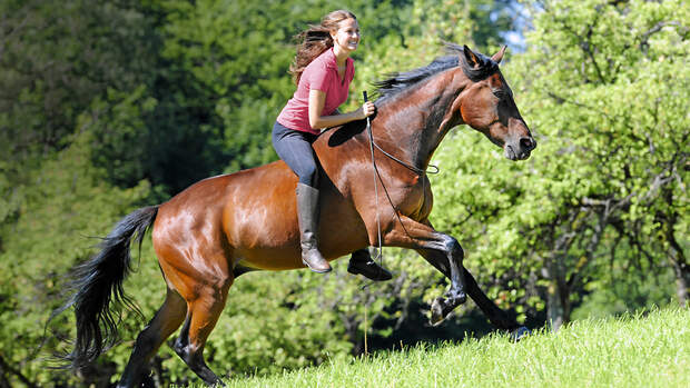 Harmonie von Pferd und Reiter | cavallo.de