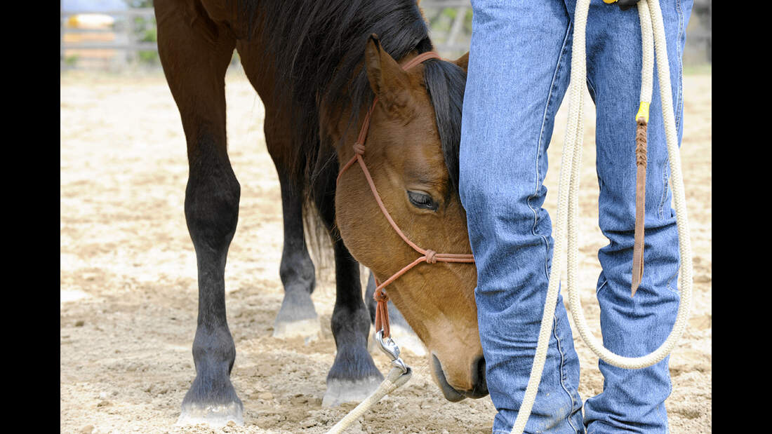CAV Harmonie Pferd und Reiter 3