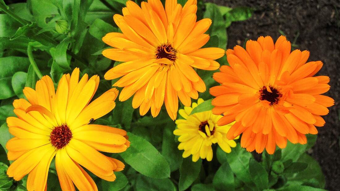 CAV Hausmittel Ringelblumen