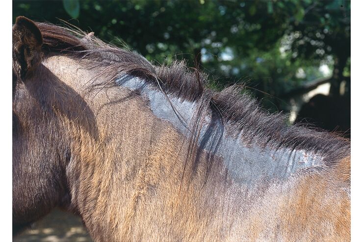 Pferd Haarausfall Mähne