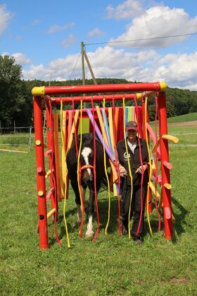 Agility Pferd Selber Bauen