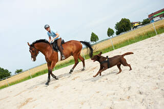 CAV Horse and Dog Trail Sabine Lang 1