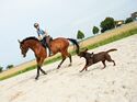 CAV Horse and Dog Trail Sabine Lang 1