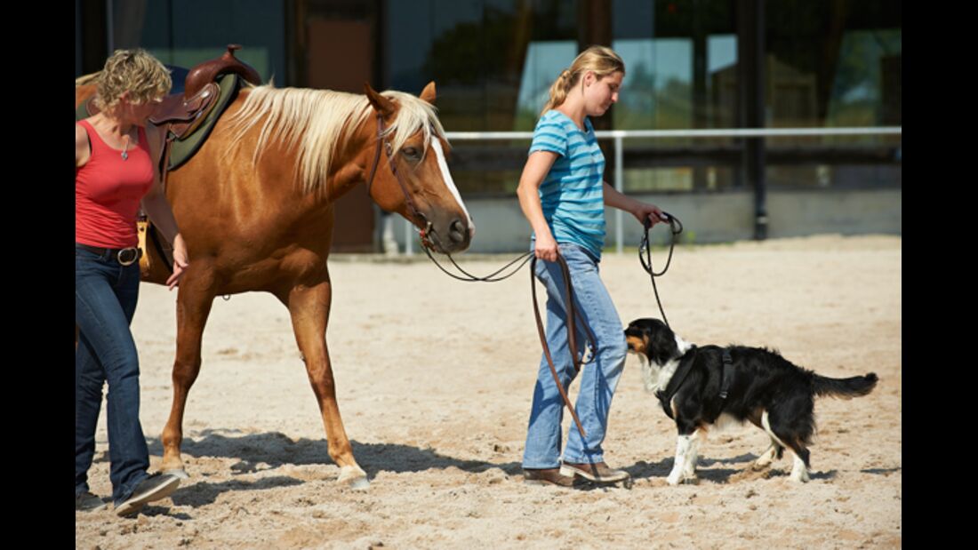 CAV Horse and Dog Trail Sabine Lang 4