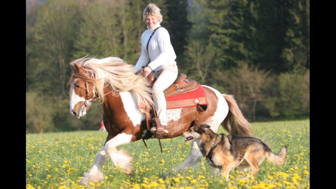 CAV Horse and Dog Trail Sabine Lang 6