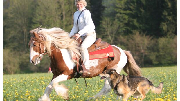 CAV Horse and Dog Trail Sabine Lang 6