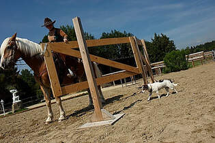 CAV Horse and Dogtrail