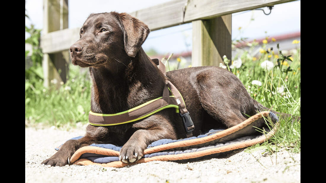 CAV Hund auf Reitplatz