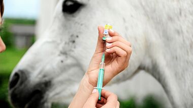 CAV Impfen Herpes Peter Thein Pferd Schimmel Klinik