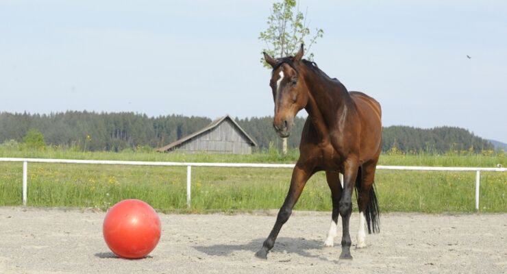 Pferd Beruhigen Futter