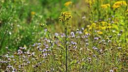 CAV Jakobskreuzkraut