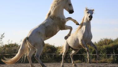 CAV Kämpfende Pferde