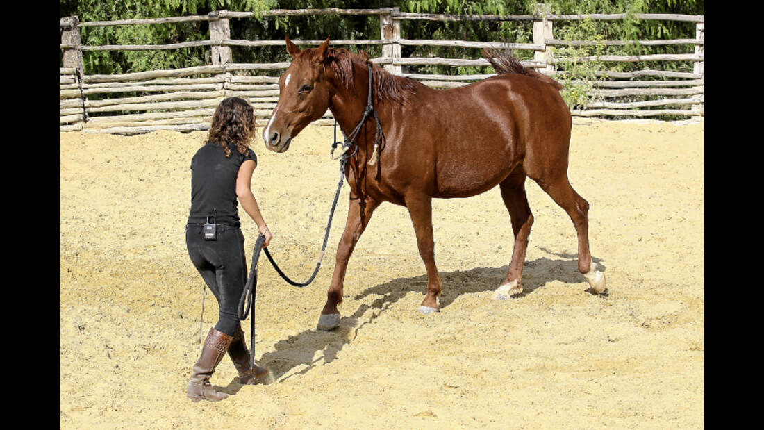 CAV Kenzie Dysli Freiheitsdressur Horsemanship Halsring
