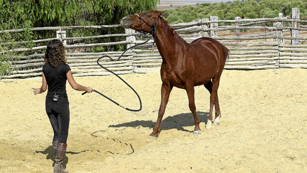 CAV Kenzie Dysli Freiheitsdressur Horsemanship Halsring Academie