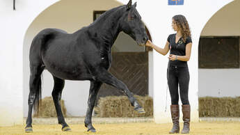 CAV Kenzie Dysli  Freiheitsdressur Horsemanship Halsring Academie