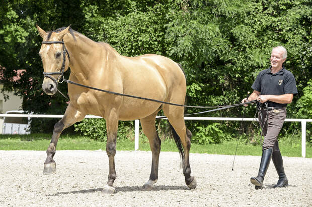 CAV Kinsky-Pferd an der Doppellonge