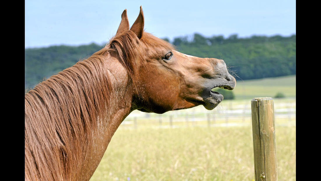Was bedeutet Gähnen beim Pferd? | cavallo.de