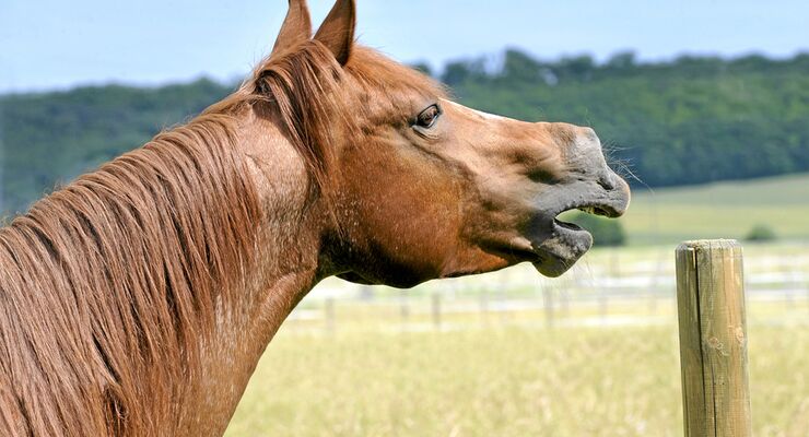 Pferd Stupst Mich An