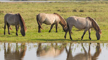 CAV Konik Koniks Wildpferde