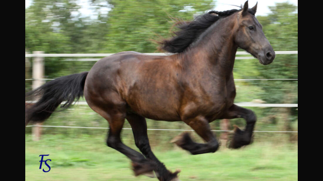 CAV Leserfoto Friesen Binnendijk Orion (jpg)