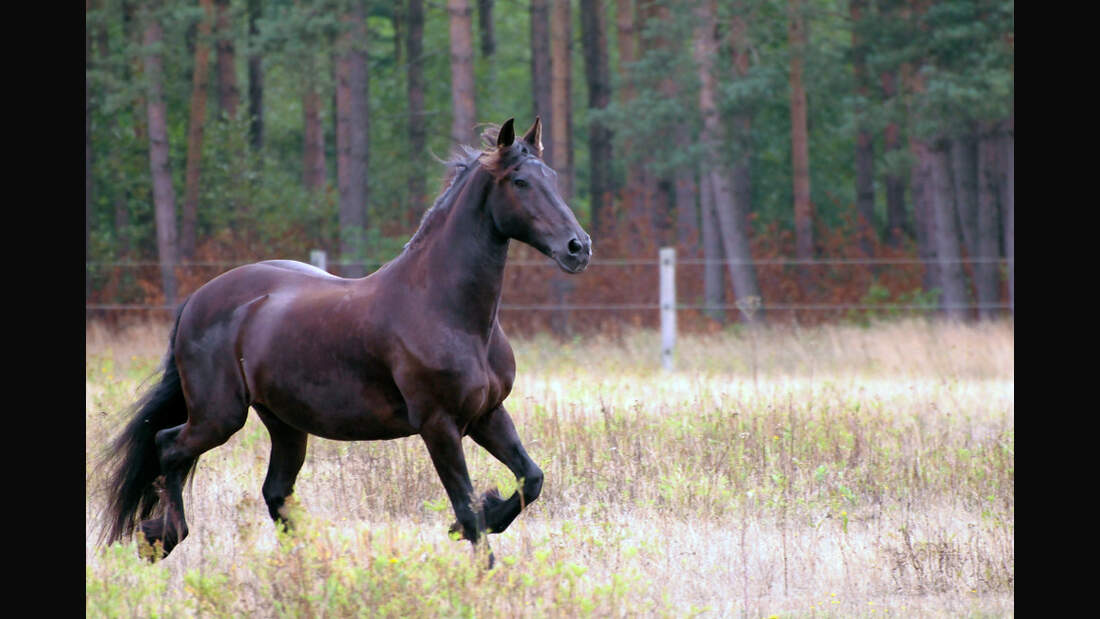 CAV Leserfoto Friesen Vogler (jpg)