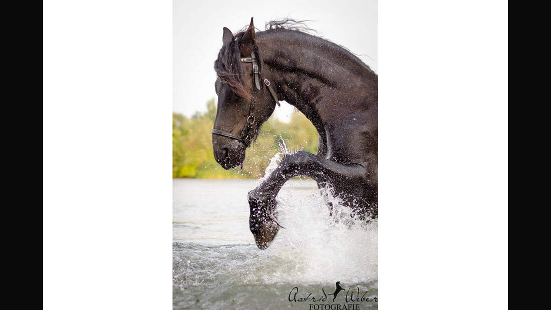 CAV Leserfotos Friesen Rasse Amelie Pau Schmidt