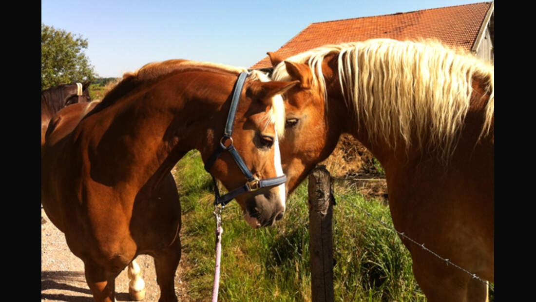 CAV Leserfotos Haflinger 1