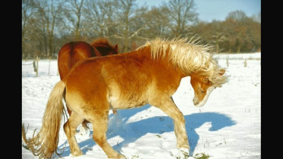 CAV Leserfotos Haflinger