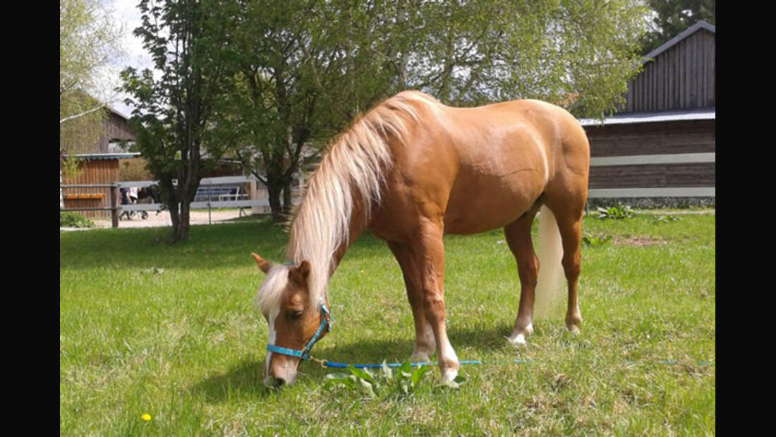 CAV Leserfotos Haflinger 2