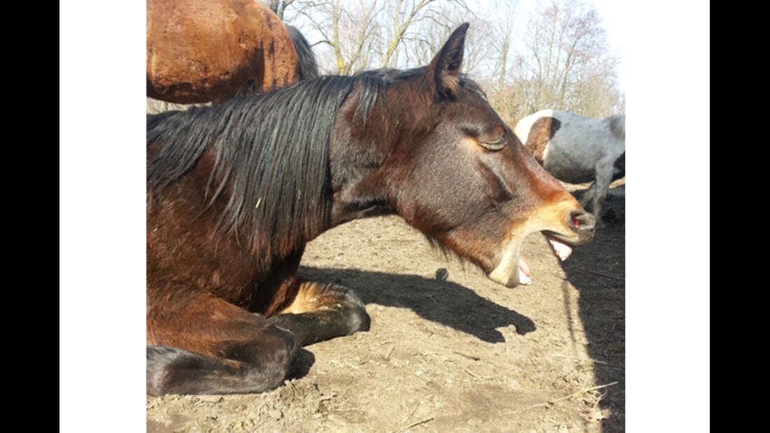 CAV Leserfotos Pferde im Frühling 2013 19