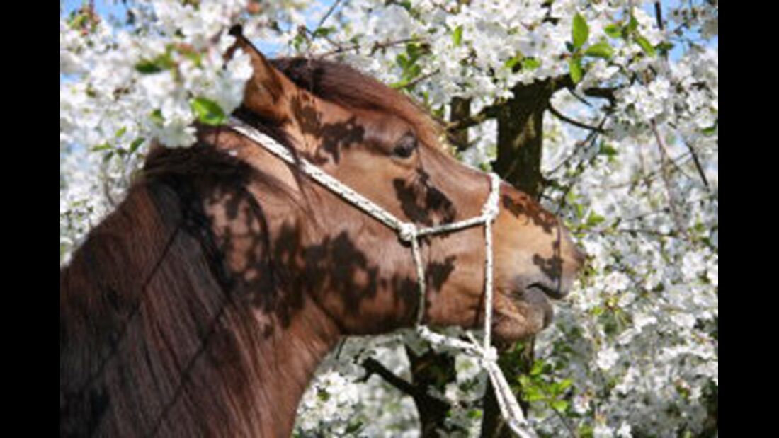 CAV Leserfotos Pferde im Frühling 2013 44