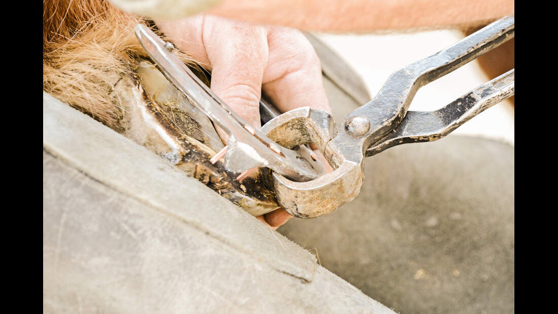 Lockere Hufeisen abnehmen - Schritt für Schritt erklärt - cavallo.de