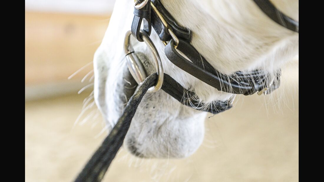 Longierhilfe für Pferde Longierbrille PFIFF Leder Longieren 