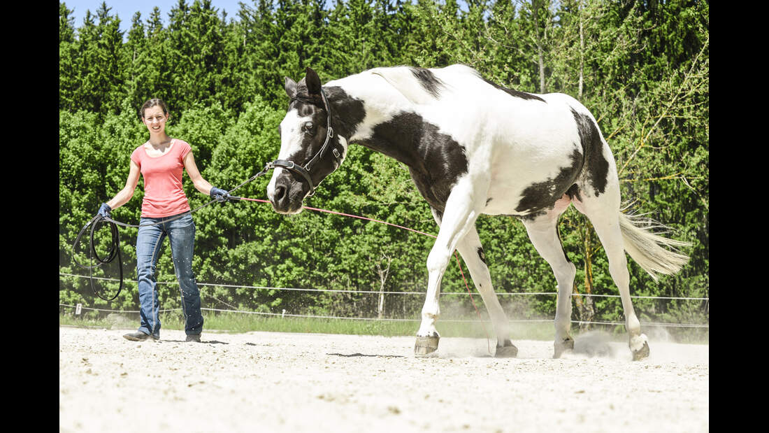 Die richtige Anlehnung an den Zügel - Tipps fürs Training | cavallo.de
