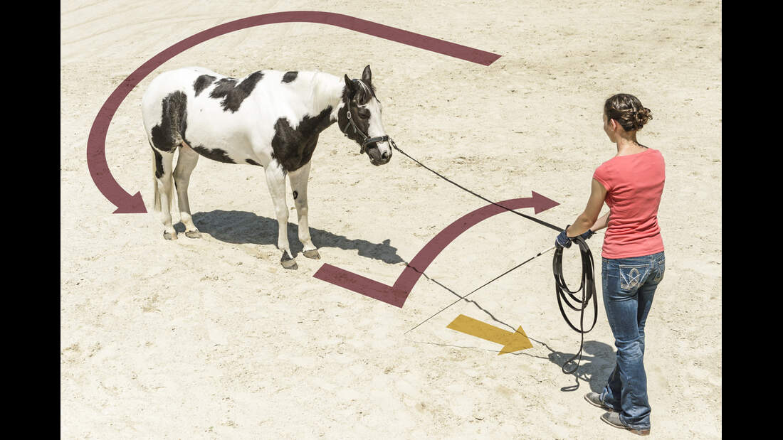 Die richtige Anlehnung an den Zügel - Tipps fürs Training | cavallo.de
