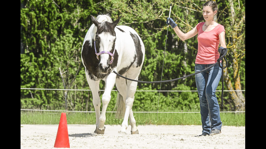 Die richtige Anlehnung an den Zügel - Tipps fürs Training | cavallo.de