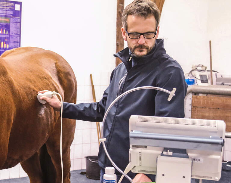 So Lauft Ein Lungen Check Ab Cavallo De