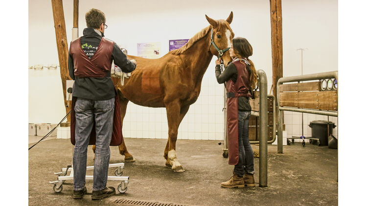 Bronchoskopie Pferd Sinnvoll