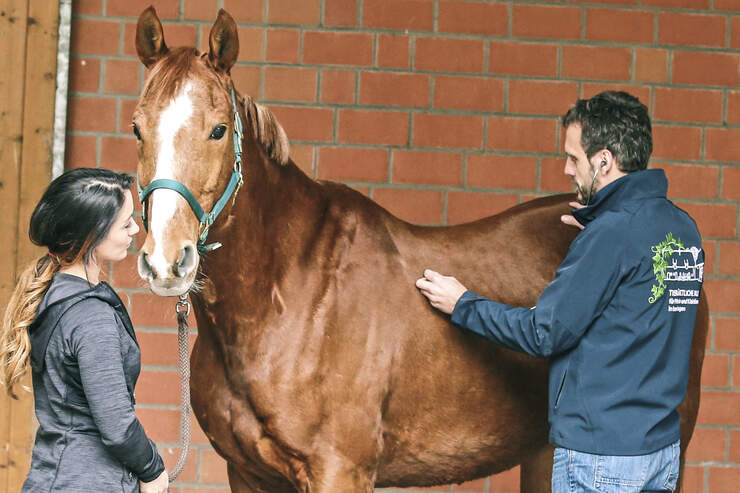 Cavallo kleinanzeigen er sucht sie