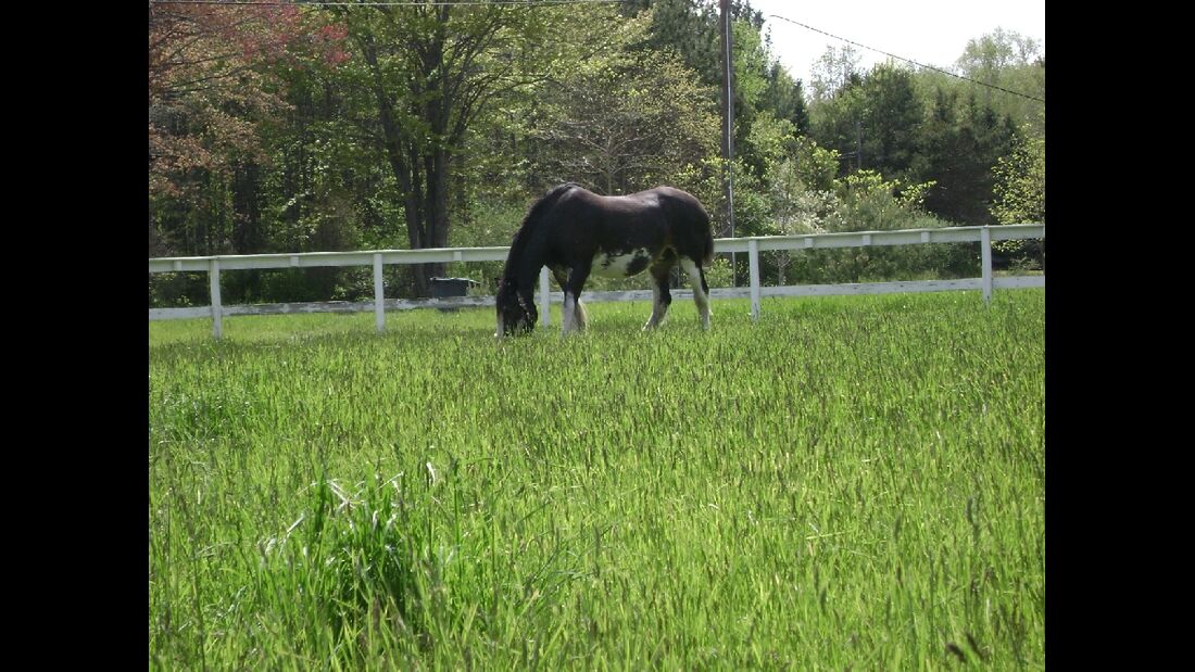 CAV_MS Clydesdales_River grazing on beautiful green grass (jpg)